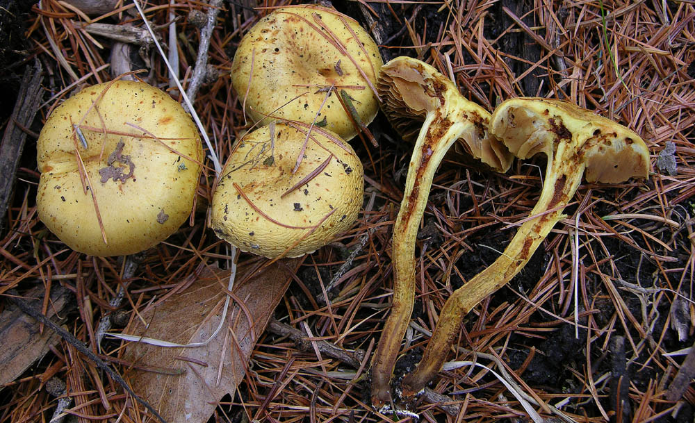 Come diventa Pholiota gummosa da vecchia...?